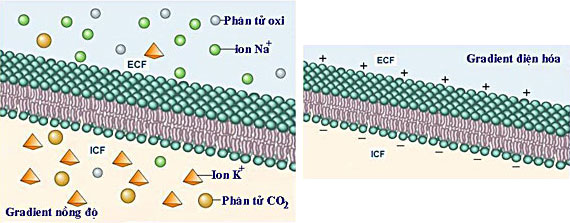 Điện Thế Màng Tế Bào: Khám Phá Cơ Chế và Ứng Dụng Quan Trọng