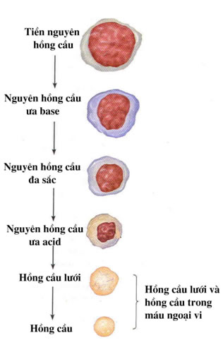 Quá trình sinh hồng cầu: Cơ chế hình thành và các yếu tố ảnh hưởng