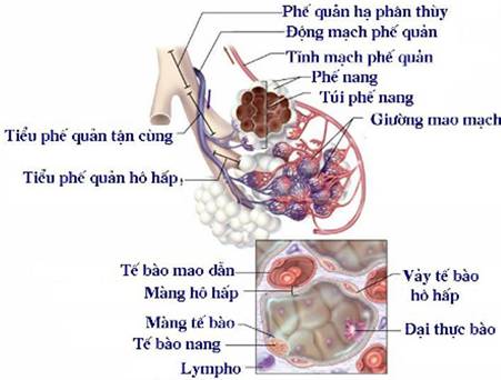 Đơn vị cấu tạo của phổi là gì? Khám phá chi tiết về phổi và chức năng