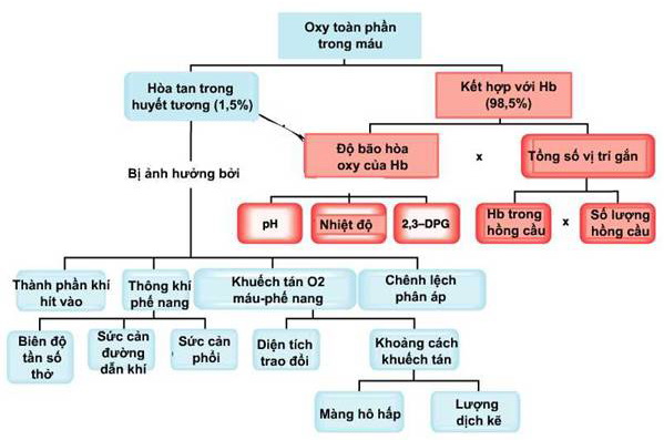 chuyển hóa hemoglobin