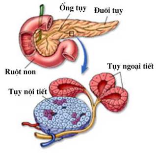 Sinh Lý Tuyến Tụy: Tìm Hiểu Cấu Trúc và Chức Năng Quan Trọng