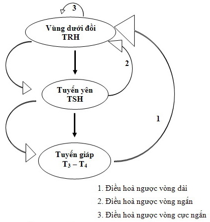 Các Hormon Vùng Dưới Đồi: Chìa Khóa Hiểu Rõ Hệ Nội Tiết và Sức Khỏe