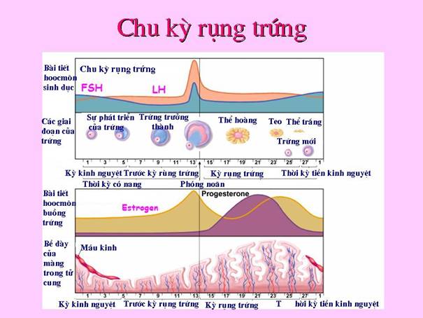 Sinh lý chu kỳ kinh nguyệt slide: Hiểu rõ và quản lý hiệu quả