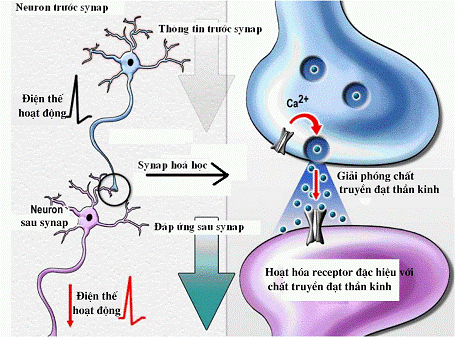 Canxi tham gia vào quá trình dẫn truyền thần kinh